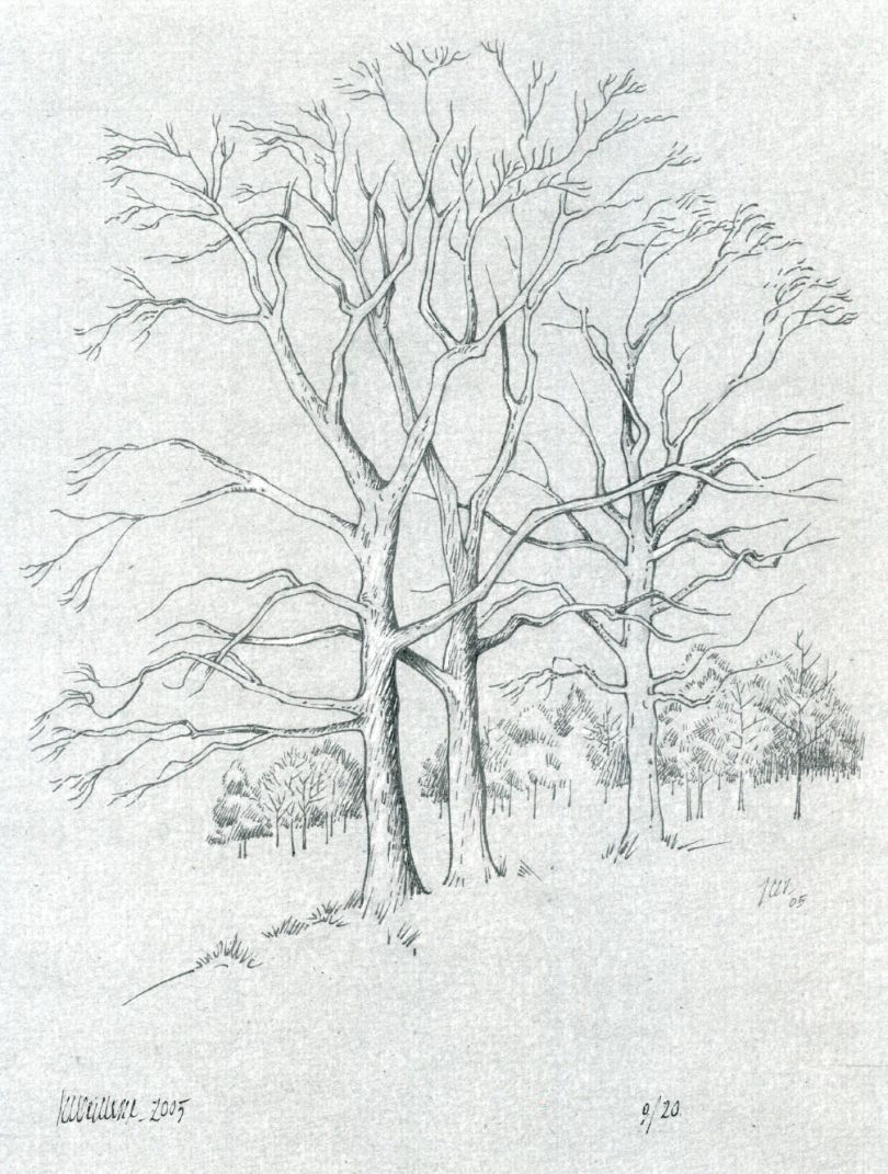 x27-arbres-dessin-jcv-886.jpg