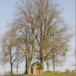 flavion-chapelle-arbre-bs-1.jpg
