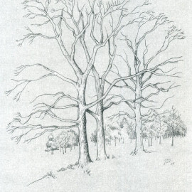 x27-arbres-dessin-jcv-886.jpg